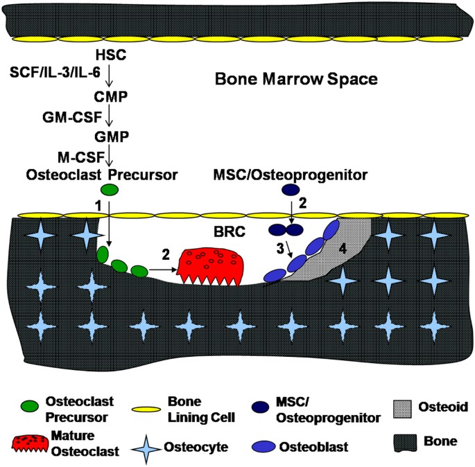Osteoclasts: New Insights | Bone Research