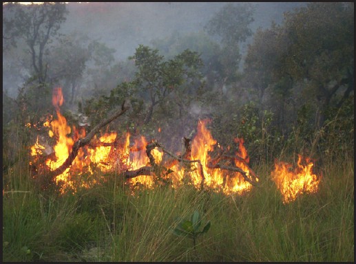 Natu Cerrado