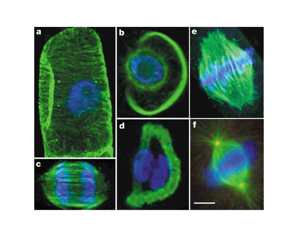 Microtubule-associated proteins in plants — why we need a ...