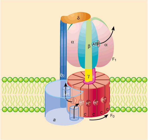 What makes ATP synthase spin? | Nature
