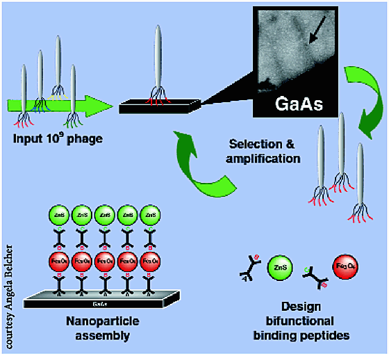 Biomimicry and biomimetics image