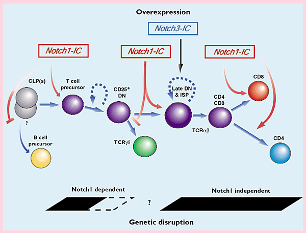 Notchless T cell maturation? Nature Immunology