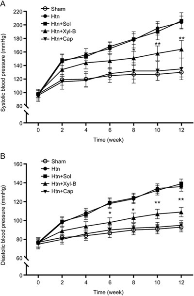 Xyloketal B exerts antihypertensive effect in renovascular 