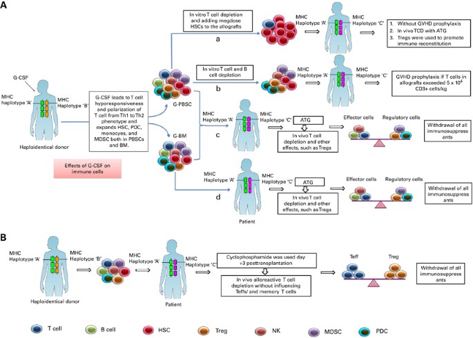 Haploidentical SCT the mechanisms underlying the crossing