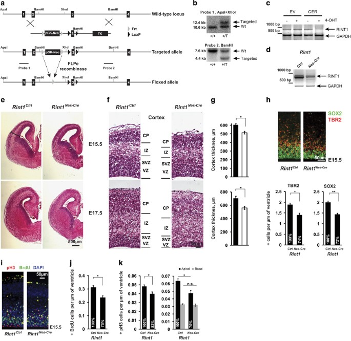Essay on rint1 06 image