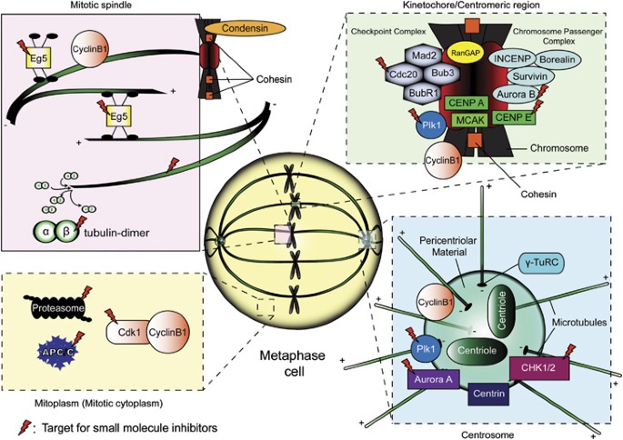 Mitosis-targeted anti-cancer therapies: where they stand ... state diagram for login page 