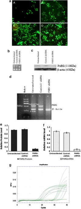 Inhibition of migration and induction of apoptosis in LoVo 