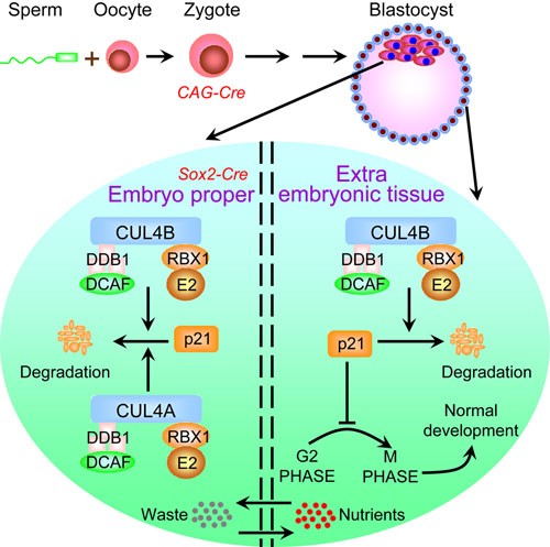 CUL4B ubiquitin ligase in mouse development: A model for ...