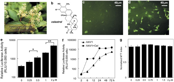 Celastrol enhances AAV1-mediated gene expression in mice 