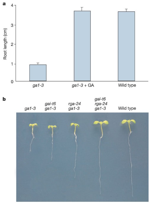 Auxin promotes Arabidopsis root growth by modulating ...