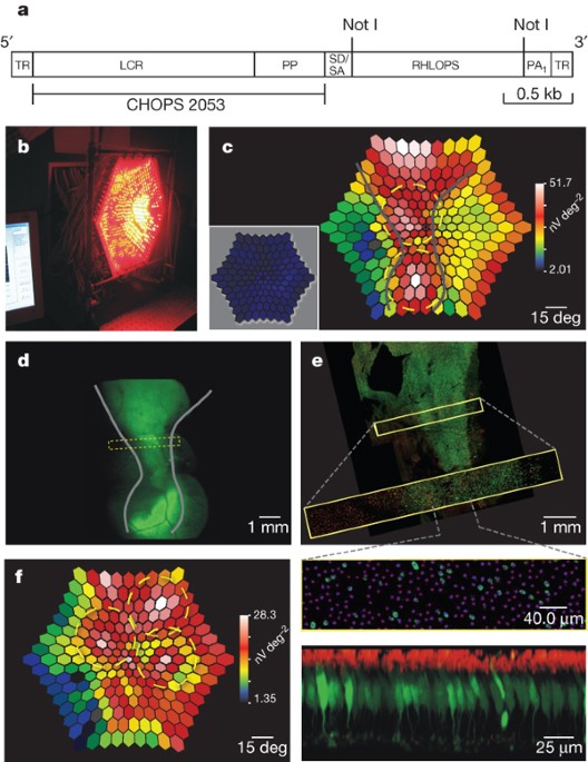 Gene therapy for redgreen colour blindness in adult