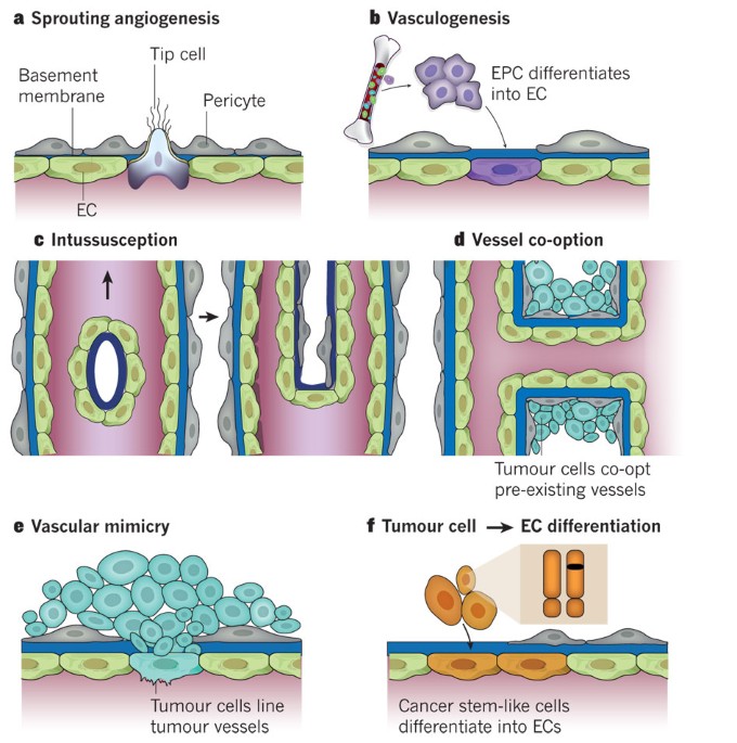 Molecular mechanisms and clinical applications of angiogenesis Nature