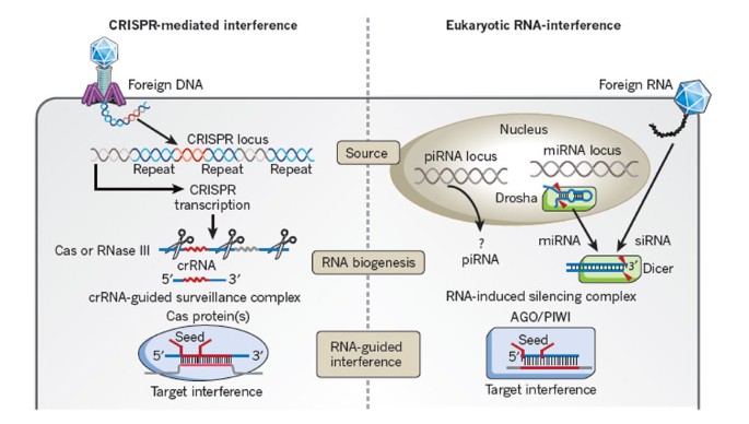 RNA-guided genetic silencing systems in bacteria and ...