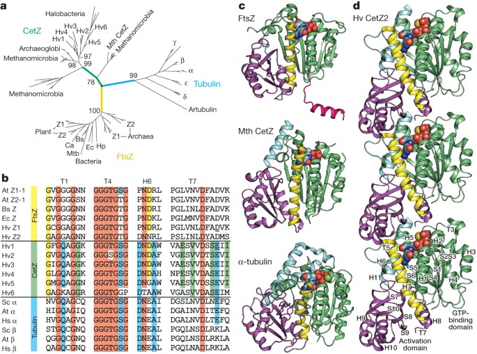 CetZ tubulin-like proteins control archaeal cell shape ...