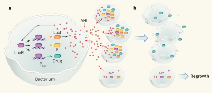 Bacteria synchronized for drug delivery | Nature