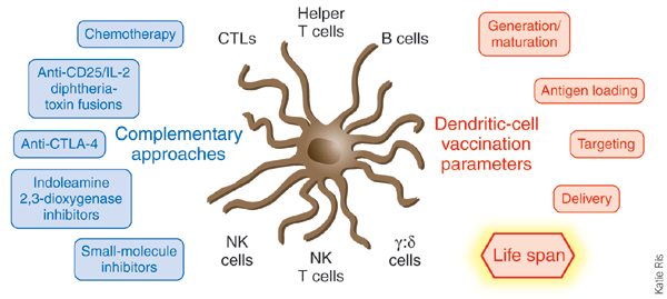 A new lease on life for dendritic cell vaccines? | Nature Biotechnology