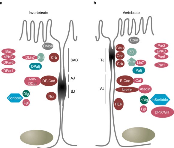 Mediterranean views on epithelial polarity Nature Cell