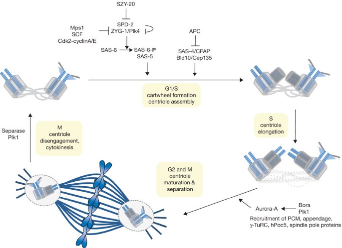Exploring the pole an EMBO conference on centrosomes and