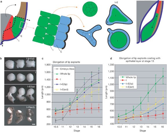 Epithelial coating controls mesenchymal shape change ...