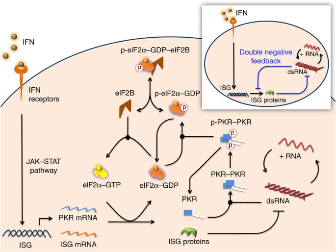 Emergent properties of the interferonsignalling network