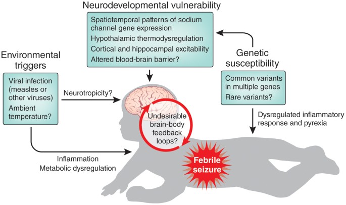 Feverish prospects for seizure Nature