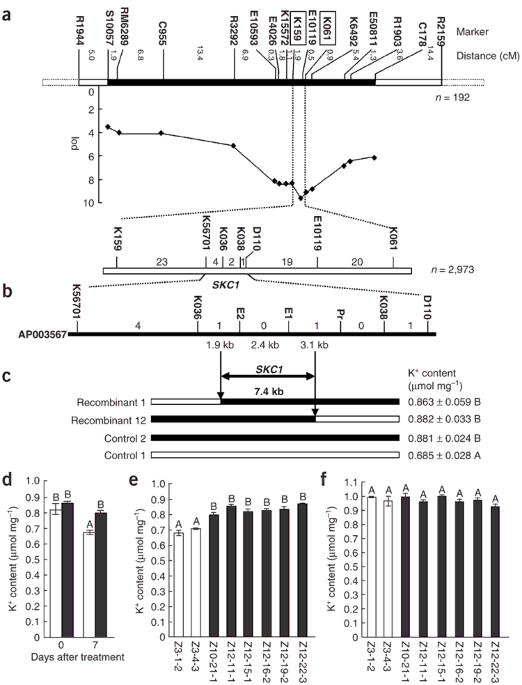 experience letter zong trait quantitative encodes tolerance A rice salt locus for