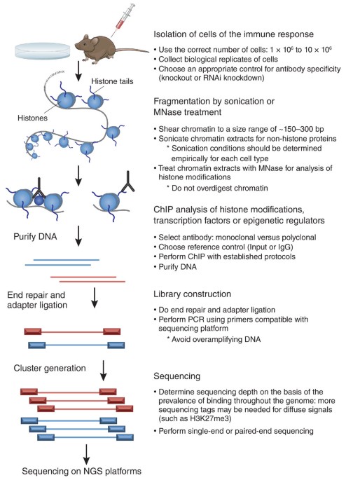 ChIP-Seq: technical considerations for obtaining high ...