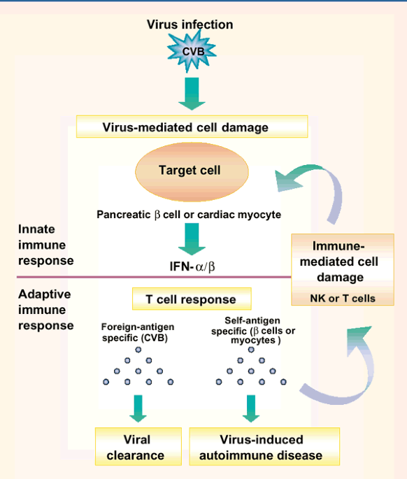 Type 1 diabetes virus infection or autoimmune disease