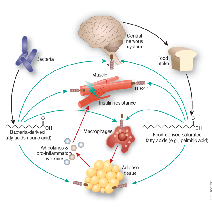 Fat fuels insulin resistance through Tolllike receptors