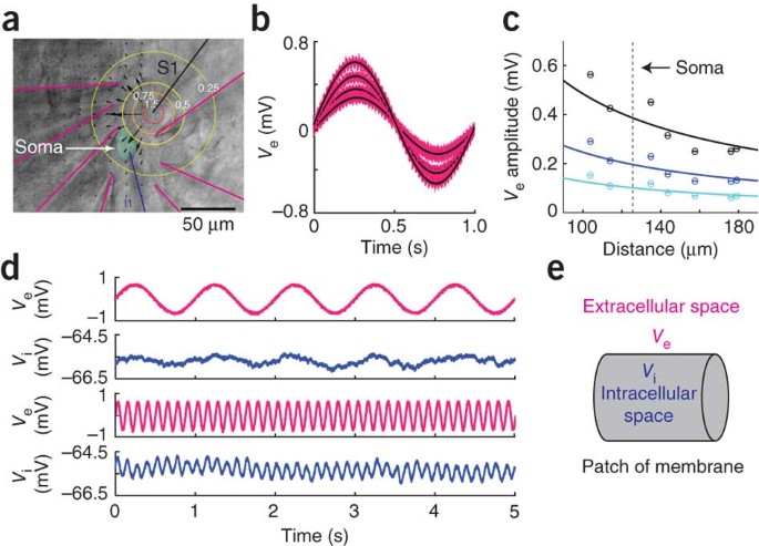 Ephaptic coupling of cortical neurons Nature Neuroscience