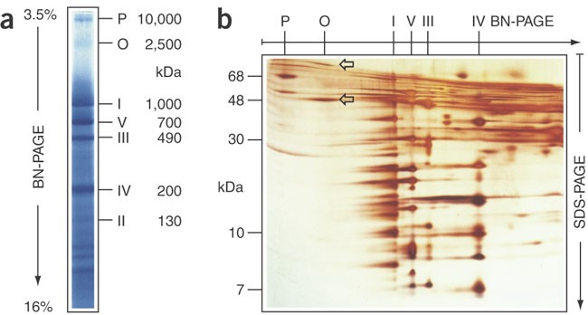 Blue native PAGE | Nature Protocols