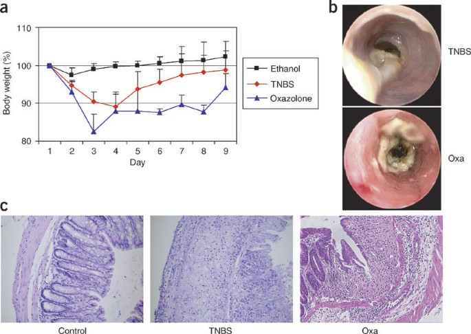 Chemically induced mouse models of intestinal inflammation