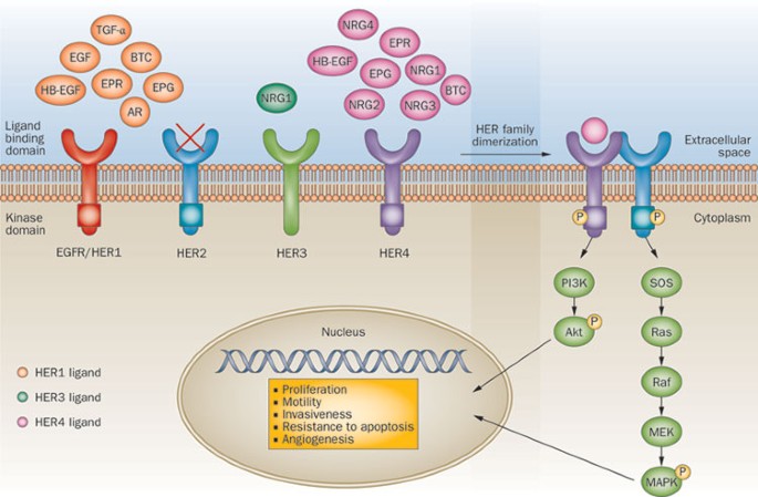 Treatment of HER2positive breast cancer current status