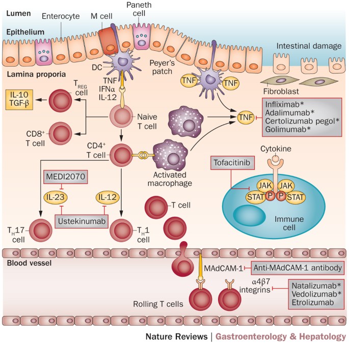 Biologic agents for IBD practical insights Nature