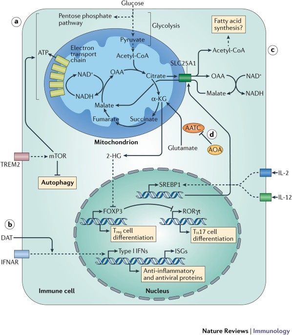 10 lucruri despre sevoflurane metabolism