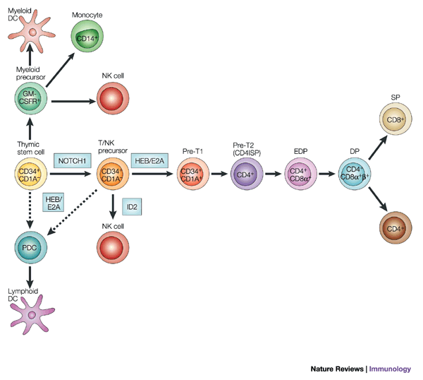 Development of αβ T cells in the human thymus Nature