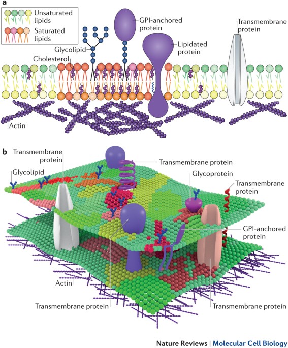 The mystery of membrane organization composition