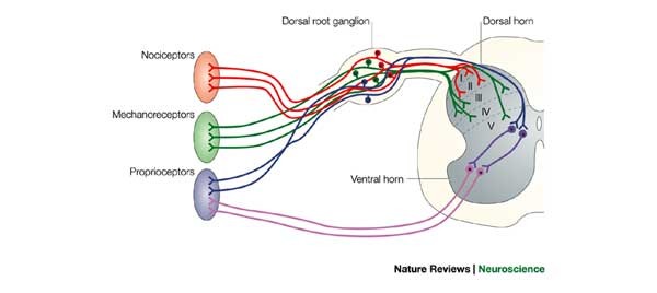 Patterning cell types in the dorsal spinal cord what the