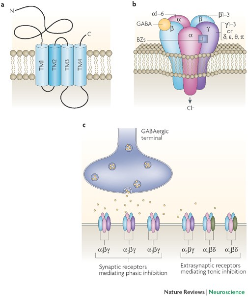 GABA A receptor trafficking and its role in the dynamic