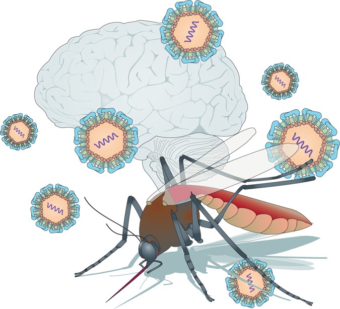 Zika virus infection could trigger GuillainBarré syndrome