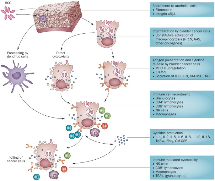 The mechanism of action of BCG therapy for bladder cancer ...