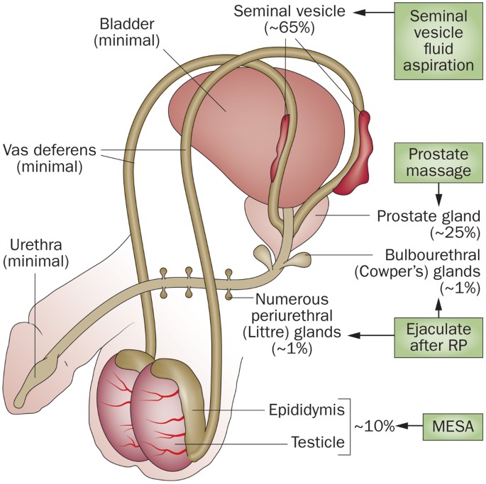 Best of Male sperm disorders sperm disorders Male