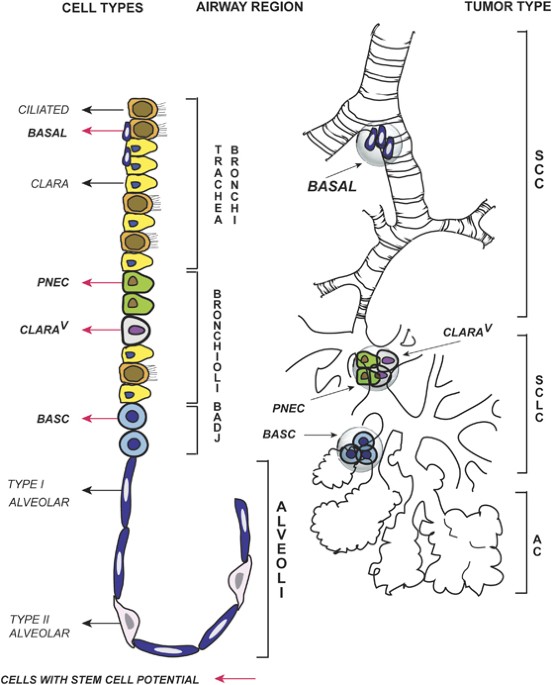 Lung cancer stem cells tools and targets to fight lung