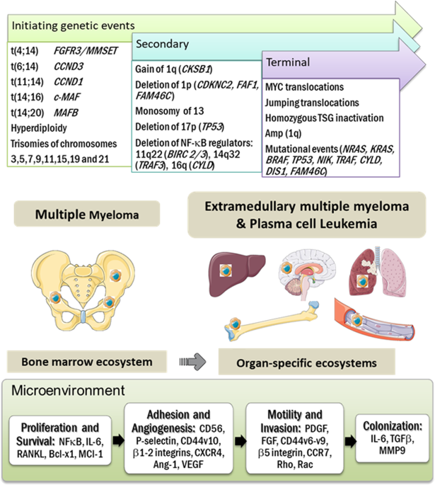 Extramedullary multiple myeloma Leukemia