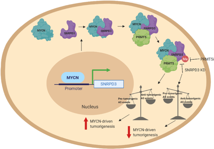 MYCN and SNRPD3 cooperate to maintain a balance of alternative splicing ...
