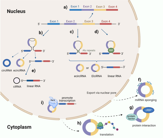 Specific expression and functions of circular RNAs Cell