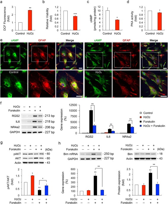 Elevated intracellular cAMP exacerbates vulnerability to oxidative ...
