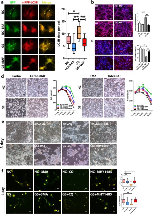 Autophagy mediates glucose starvation Biology Diagrams