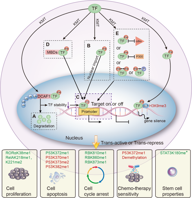 Lysine methylation of transcription factors in cancer Cell Death
