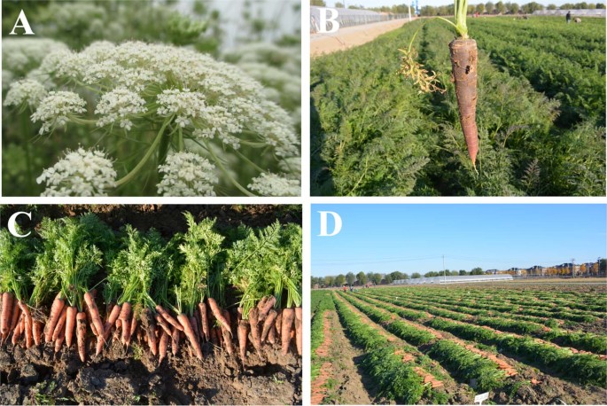 Advances in research on the carrot, an important root Advances in research on the carrot, an important root